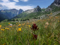 Un champ de fleurs paradisiaque